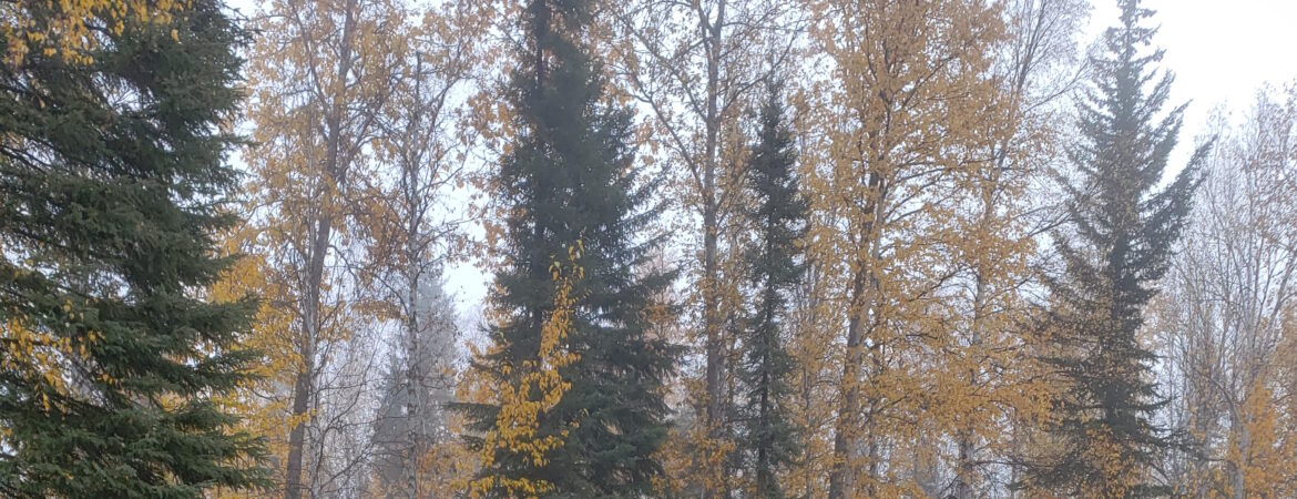 Mixed trees showing autumn colors